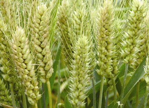 12��14������С���ֻ��г�����ȫ������