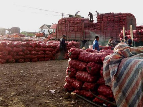 洋葱价格同比下降五成